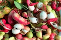 Loại quả dại xưa rụng đầy không ai ngó ngàng, giờ thành món đặc sản khoái khẩu ở thành phố, tốt cho sức khỏe