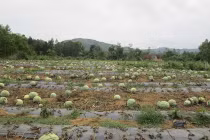 Trâu, vịt chê dưa hấu vì... phải ăn quá nhiều