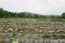 Trâu, vịt chê dưa hấu vì... phải ăn quá nhiều