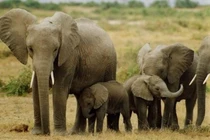 Những động vật ngủ ít nhất thế giới