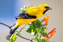 Tháng 5 Âm lịch, 3 con giáp hạnh phúc tứ bề, có quý nhân