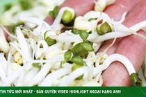 4 lưu ý cần tránh khi ăn giá đỗ