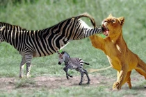  Bất ngờ cảnh ngựa vằn tung cước đá “vỡ mồm” sư tử để cứu con