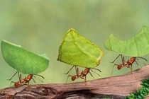 Chiêm ngưỡng vương quốc dưới lòng đất của loài kiến cắt lá