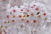 Trẻ sinh vào 3 khung giờ này, cát tinh chiếu rọi, thành danh, thành tài