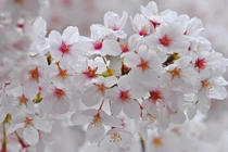 Trẻ sinh vào 3 khung giờ này, cát tinh chiếu rọi, thành danh, thành tài