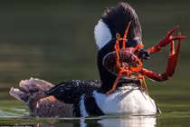 Hấp dẫn màn săn tôm của vịt biển mào 