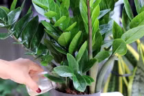 5 loại hoa tượng trưng cho phú quý, trồng trong nhà sẽ gặp may mắn 