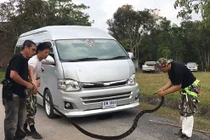 Tóm gọn rắn hổ mang hơn 3,5m trong cốp xe ở Thái Lan