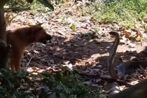 Chó nhà tử chiến dữ dội với rắn hổ mang chúa cực độc