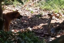 Chó nhà tử chiến dữ dội với rắn hổ mang chúa cực độc