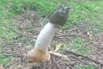 Phát hiện loài nấm hình dương vật tỏa mùi như thịt thối