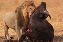  Clip: Dám thách thức sư tử, trâu rừng trả giá đắt 