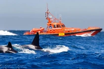 Tại sao cá voi sát thủ lại tấn công tàu thuyền?