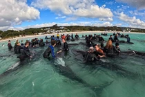 Hành động lạ của đàn cá voi hoa tiêu trước khi mắc cạn ở Tây Úc