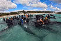 Hành động lạ của đàn cá voi hoa tiêu trước khi mắc cạn ở Tây Úc