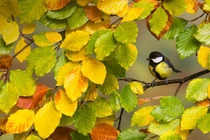 Người sinh ngày Âm lịch này, hạnh phúc đến muộn, về già sung túc