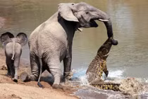 Cảnh hiếm gặp: Voi “câu” được cá sấu khi đang uống nước 