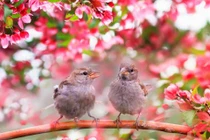 4 con giáp đón tài lộc trong tháng đầu tiên năm Quý Mão