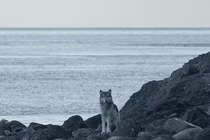 Ngạc nhiên kẻ săn mồi hàng đầu ăn thịt kẻ săn mồi hàng đầu khác