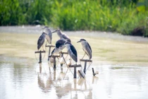  Cận cảnh “thiên la địa võng” bắt chim hoang dã ngay giữa Thủ đô