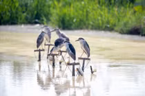  Cận cảnh “thiên la địa võng” bắt chim hoang dã ngay giữa Thủ đô