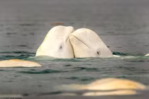 Khoảnh khắc cặp cá voi trắng tình tứ ngoài khơi đảo Somerset