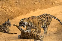 Nín thở xem hổ mẹ dạy con 