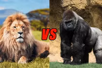 Phân tích cục diện cuộc chiến giữa khỉ đột và sư tử 