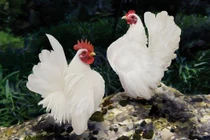 Vẻ đẹp vương giả của giống gà Serama