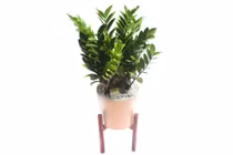 Cây kim tiền giúp điều hòa không khí, tốt cho phong thủy 