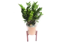 Cây kim tiền giúp điều hòa không khí, tốt cho phong thủy 