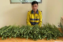 Hà Nội: Bắt thanh niên bán quả thuốc phiện trước cổng trường Đại học