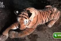 6 cảnh sát Scotland đối đầu hổ dữ 45 phút và phát hiện gây sốc