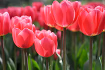 Cuối năm 2023, 3 con giáp tư duy linh hoạt, kinh doanh đột phá