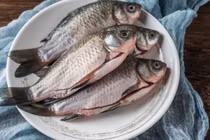 Kinh nghiệm chọn mua cá diếc đất và cá diếc ao