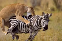 Clip: Phục kích hoàn mỹ trong đám cỏ, sư tử tóm gọn ngựa vằn 