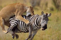 Clip: Phục kích hoàn mỹ trong đám cỏ, sư tử tóm gọn ngựa vằn 