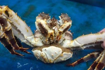 Bí quyết chọn cua hoàng đế để không bị người bán bắt chẹt