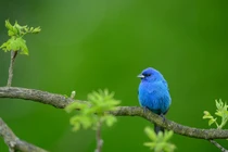 Người sinh vào 4 tháng Âm lịch này có số phú quý, bình yên