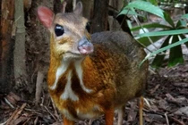  3 loài động vật với bộ gen độc nhất vô nhị chỉ có ở Việt Nam