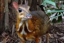  3 loài động vật với bộ gen độc nhất vô nhị chỉ có ở Việt Nam