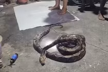 Đi vệ sinh ngoài bãi cỏ, thanh niên bất ngờ bị trăn khủng tấn công