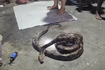 Đi vệ sinh ngoài bãi cỏ, thanh niên bất ngờ bị trăn khủng tấn công