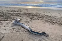 Đang đi dạo bờ biển, hãi hùng phát hiện loài kịch độc