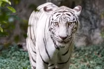 Bi kịch của những con hổ trắng 