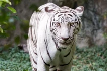 Bi kịch của những con hổ trắng 