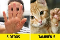 Tại sao con người có 5 ngón tay?