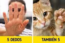 Tại sao con người có 5 ngón tay?