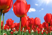 Người sinh vào 5 ngày Âm lịch này, tháo vát, hồng phúc vô lượng